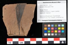 Foto (Objekt + Etikett) von Sphaeria interpungens Heer (NHMW-GEO-2024-0188-0020)
